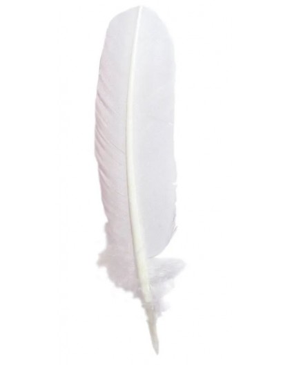 Geslepen ganzenpen - schrijfveer wit