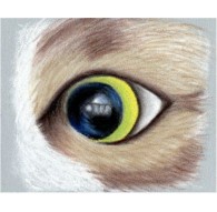 pastel workshop: teken een kattenoog met Faber-Castell pastelpotloden